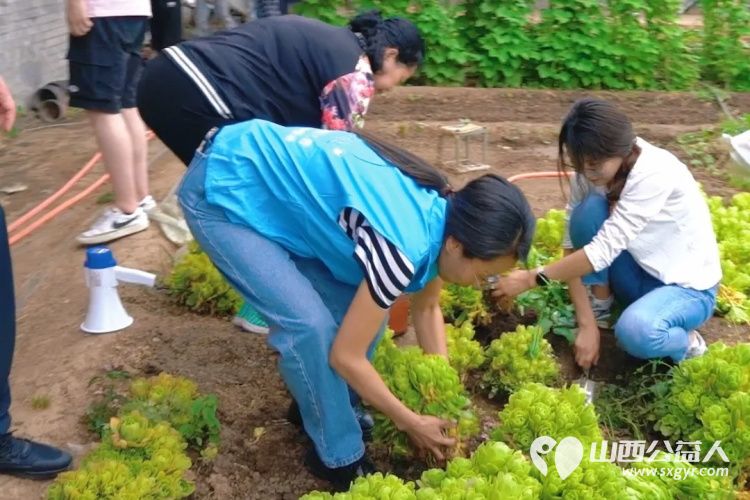 山西省残疾人福利基金会组织发起的“了不起的我们”共赴多肉植物采摘之旅，公益助残采摘活动启幕 - 第5张