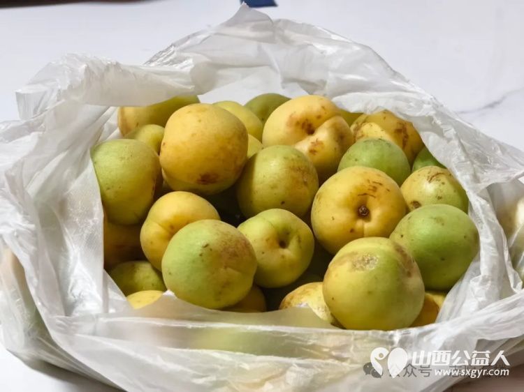 一袋酸杏的感恩 曹马增兄妹俩特地采摘了一袋自家种植的酸杏，送到石楼志愿者们的手中表示感谢 - 第4张