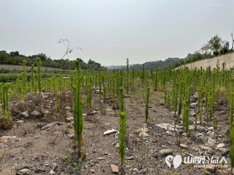 保护母亲河 阳泉义工在行动2024年第20期“保护母亲河”巡河净滩活动在白羊墅湿地公园开展 - 第32张 - 山西公益人 保护母亲河 阳泉义工在行动2024年第20期“保护母亲河”巡河净滩活动在白羊墅湿地公园开展 - 第32张