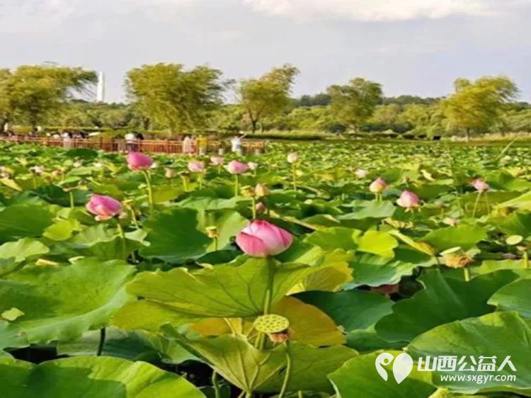 正能量公益山西应用科技学院团队组织共建大美长治共享绿色未来三下乡社会实践活动在漳泽湖国家湿地公园清理卫生 - 第9张