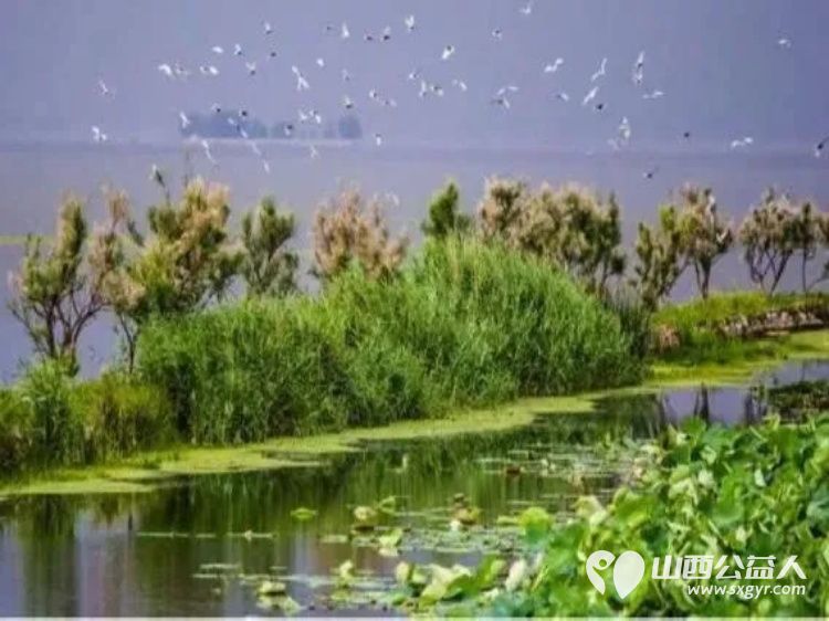 正能量公益山西应用科技学院团队组织共建大美长治共享绿色未来三下乡社会实践活动在漳泽湖国家湿地公园清理卫生 - 第8张