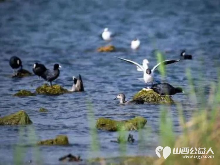 正能量公益山西应用科技学院团队组织共建大美长治共享绿色未来三下乡社会实践活动在漳泽湖国家湿地公园清理卫生 - 第7张