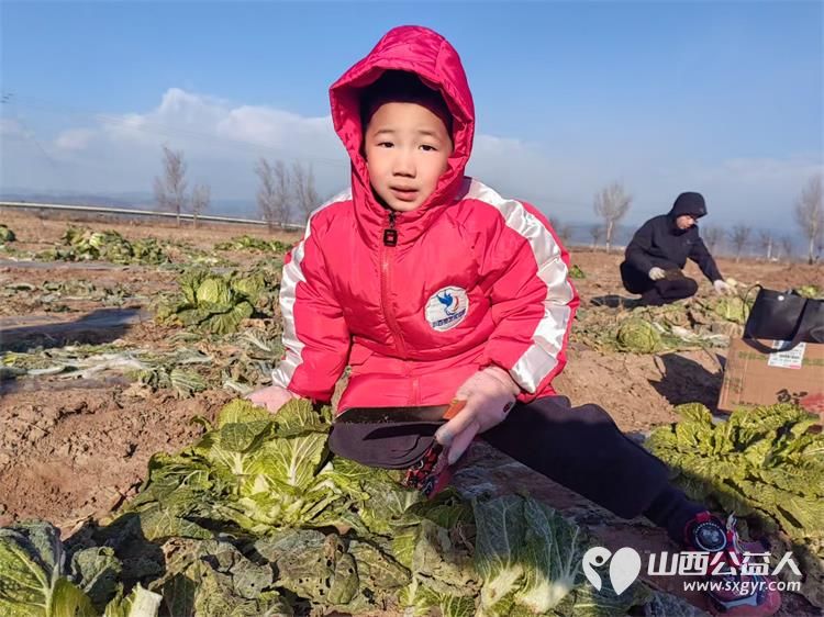 寒风中的温暖!----太原市龙城义工感谢志愿者家庭和环球的全体员工支持本次摘大白菜捐赠活动 - 第6张 - 山西公益人 寒风中的温暖!----太原市龙城义工感谢志愿者家庭和环球的全体员工支持本次摘大白菜捐赠活动 - 第6张