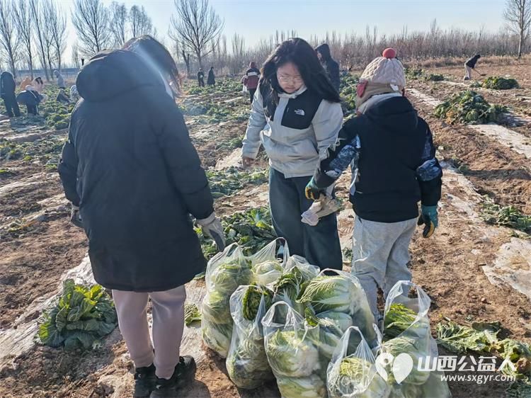 寒风中的温暖!----太原市龙城义工感谢志愿者家庭和环球的全体员工支持本次摘大白菜捐赠活动 - 第12张 - 山西公益人 寒风中的温暖!----太原市龙城义工感谢志愿者家庭和环球的全体员工支持本次摘大白菜捐赠活动 - 第12张