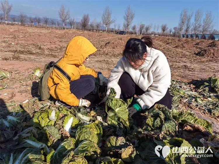 寒风中的温暖!----太原市龙城义工感谢志愿者家庭和环球的全体员工支持本次摘大白菜捐赠活动 - 第4张 - 山西公益人 寒风中的温暖!----太原市龙城义工感谢志愿者家庭和环球的全体员工支持本次摘大白菜捐赠活动 - 第4张