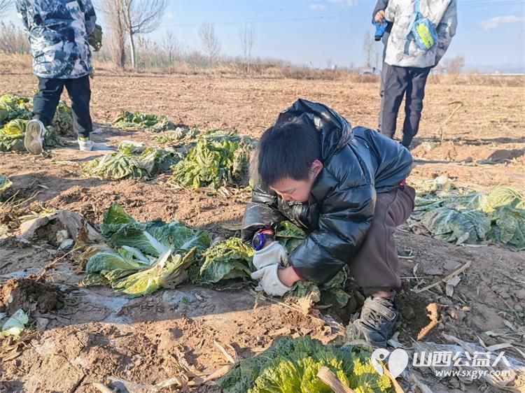 寒风中的温暖!----太原市龙城义工感谢志愿者家庭和环球的全体员工支持本次摘大白菜捐赠活动 - 第10张 - 山西公益人 寒风中的温暖!----太原市龙城义工感谢志愿者家庭和环球的全体员工支持本次摘大白菜捐赠活动 - 第10张