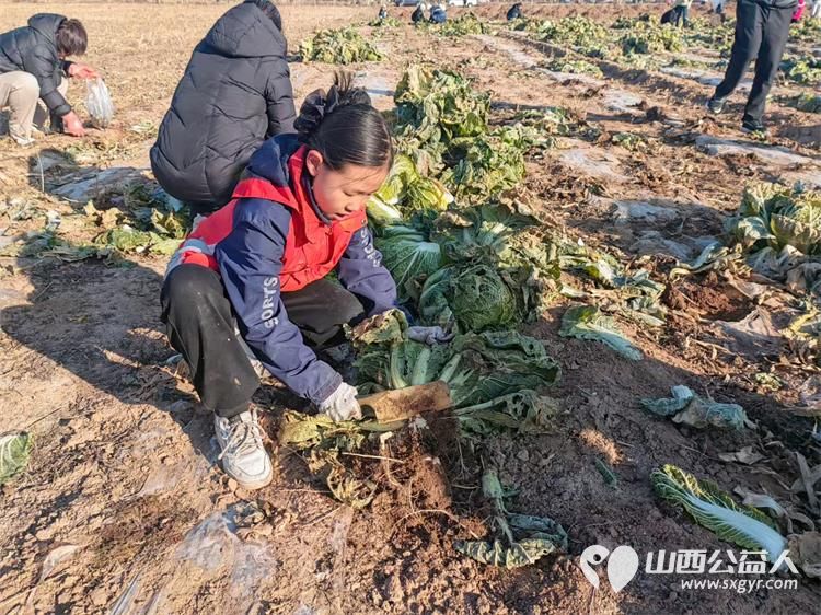 寒风中的温暖!----太原市龙城义工感谢志愿者家庭和环球的全体员工支持本次摘大白菜捐赠活动 - 第9张 - 山西公益人 寒风中的温暖!----太原市龙城义工感谢志愿者家庭和环球的全体员工支持本次摘大白菜捐赠活动 - 第9张