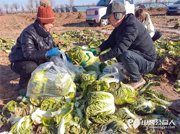 寒风中的温暖!----太原市龙城义工感谢志愿者家庭和环球的全体员工支持本次摘大白菜捐赠活动 - 第3张 - 山西公益人 寒风中的温暖!----太原市龙城义工感谢志愿者家庭和环球的全体员工支持本次摘大白菜捐赠活动 - 第3张