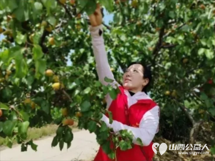 风雨同心助农售杏温情传递双向温暖----忻州市爱心公益协会帮助志愿者王秀平韩沟村家中60棵彩虹杏的采摘工作采摘杏子1100余斤捐赠至5所光荣院养老院及特殊教育学校 - 第5张 - 山西公益人 风雨同心助农售杏温情传递双向温暖----忻州市爱心公益协会帮助志愿者王秀平韩沟村家中60棵彩虹杏的采摘工作采摘杏子1100余斤捐赠至5所光荣院养老院及特殊教育学校 - 第5张