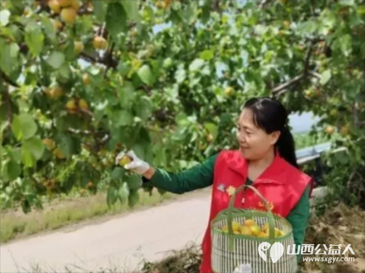 风雨同心助农售杏温情传递双向温暖----忻州市爱心公益协会帮助志愿者王秀平韩沟村家中60棵彩虹杏的采摘工作采摘杏子1100余斤捐赠至5所光荣院养老院及特殊教育学校 - 第7张 - 山西公益人 风雨同心助农售杏温情传递双向温暖----忻州市爱心公益协会帮助志愿者王秀平韩沟村家中60棵彩虹杏的采摘工作采摘杏子1100余斤捐赠至5所光荣院养老院及特殊教育学校 - 第7张