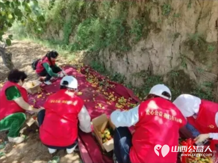 风雨同心助农售杏温情传递双向温暖----忻州市爱心公益协会帮助志愿者王秀平韩沟村家中60棵彩虹杏的采摘工作采摘杏子1100余斤捐赠至5所光荣院养老院及特殊教育学校 - 第4张 - 山西公益人 风雨同心助农售杏温情传递双向温暖----忻州市爱心公益协会帮助志愿者王秀平韩沟村家中60棵彩虹杏的采摘工作采摘杏子1100余斤捐赠至5所光荣院养老院及特殊教育学校 - 第4张