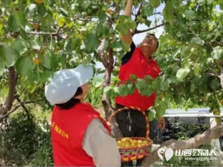 风雨同心助农售杏温情传递双向温暖----忻州市爱心公益协会帮助志愿者王秀平韩沟村家中60棵彩虹杏的采摘工作采摘杏子1100余斤捐赠至5所光荣院养老院及特殊教育学校 - 第10张 - 山西公益人 风雨同心助农售杏温情传递双向温暖----忻州市爱心公益协会帮助志愿者王秀平韩沟村家中60棵彩虹杏的采摘工作采摘杏子1100余斤捐赠至5所光荣院养老院及特殊教育学校 - 第10张