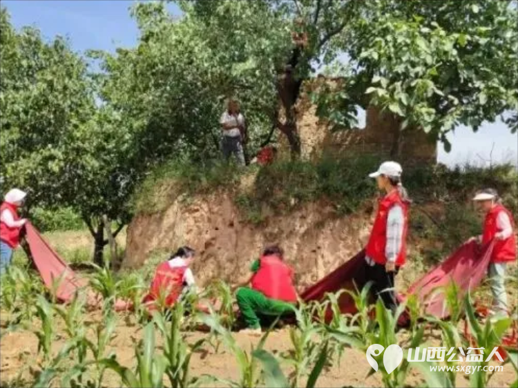 风雨同心助农售杏温情传递双向温暖----忻州市爱心公益协会帮助志愿者王秀平韩沟村家中60棵彩虹杏的采摘工作采摘杏子1100余斤捐赠至5所光荣院养老院及特殊教育学校 - 第13张 - 山西公益人 风雨同心助农售杏温情传递双向温暖----忻州市爱心公益协会帮助志愿者王秀平韩沟村家中60棵彩虹杏的采摘工作采摘杏子1100余斤捐赠至5所光荣院养老院及特殊教育学校 - 第13张